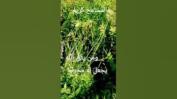 القرآن الكريم/بصوت الحاج عامر الكاظمي//اللهم صلى وسلم على نبينا محمد/ السلام عليكم