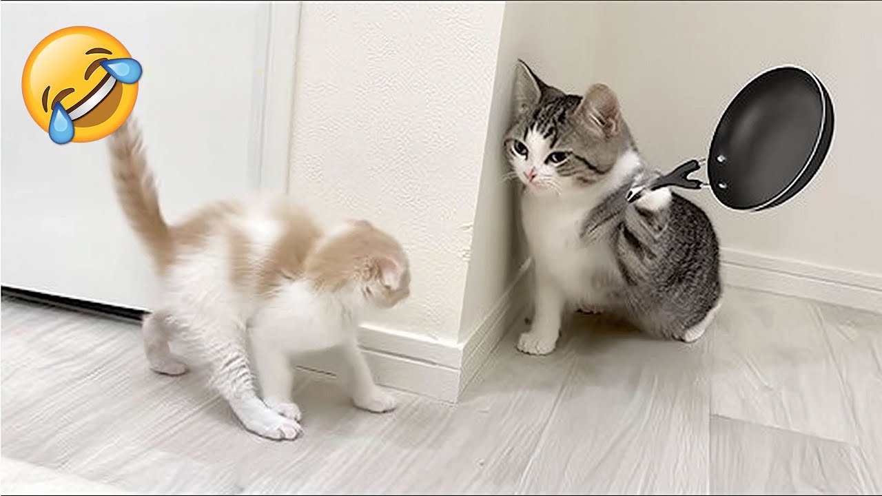 Самые смешные видео с животными 😹🐶 Очень смешные кошки и собаки 2025 🤣 Часть 4