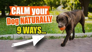 9 WAYS to CALM your Dog NATURALLY🐶 by Veterinary Network 36 views 1 month ago 4 minutes, 33 seconds