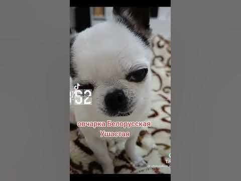 продажа-овчарка белорусская ушастая - YouTube
