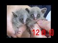 ショウガラゴの成長　誕生から生後39日まで