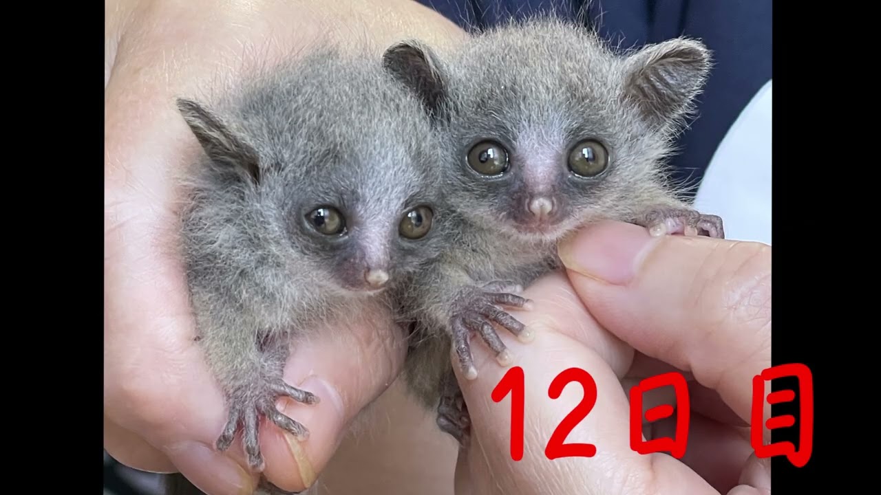 ショウガラゴの成長　誕生から生後39日まで