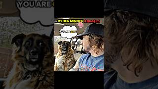 Other mindset animals vs last ✅💀 #other #mindset #animals #shorts #viral
