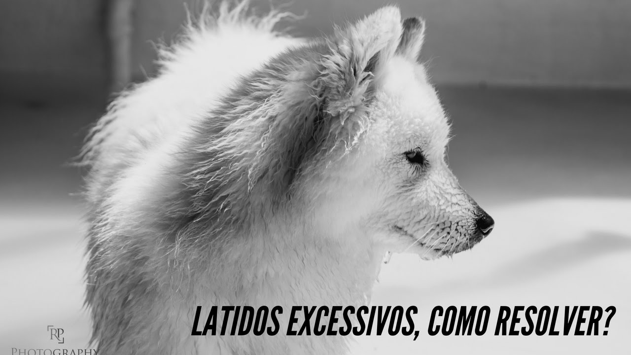 Latidos excessivos Clearance