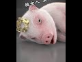 Video Lucu Babi 🐖