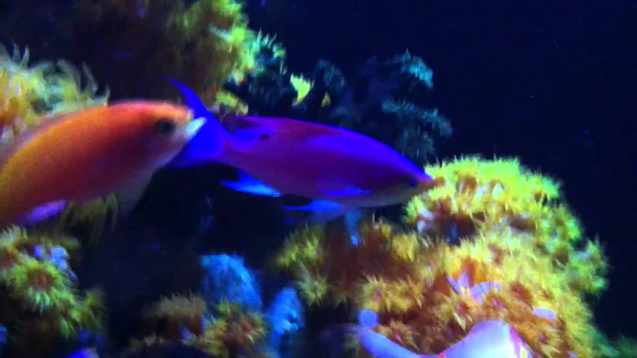 Pseudanthias tuka supermale