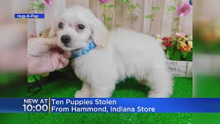 10 puppies stolen from Hammond, Indiana store
