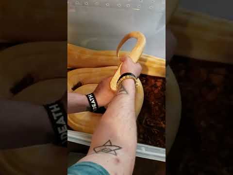 Giant Burmese Python!
