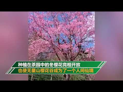 无量山樱花谷迎来最佳观赏期：茶园泛绿 樱花似霞