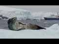 Antarctic Voyage on board m/v Plancius, part 3 of 3