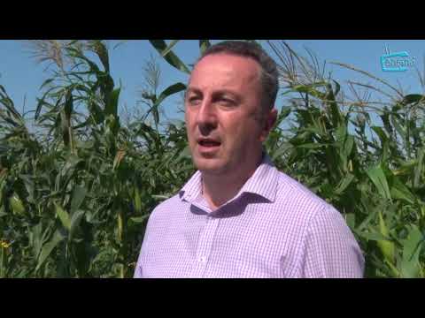 გურიის გუბერნატორმა წარმატებული ფერმერები მოინახულა