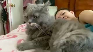 clipangel Miss Tinkles kucing misstinkles cat catlove cute sonyyu