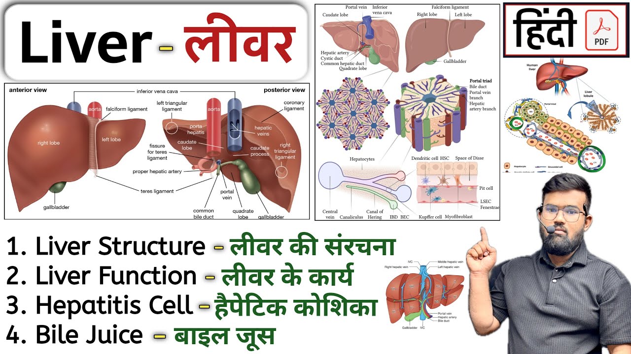 लीवर की संरचना | Liver Anatomy and Physiology | Digestive System | Anatomy | Physiology | Hepatocyte