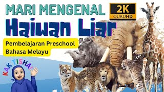 Mari Mengenal Haiwan Liar beserta bunyi | Bunyi Haiwan | Preeschool | Video Pendidikan Anak Di Rumah