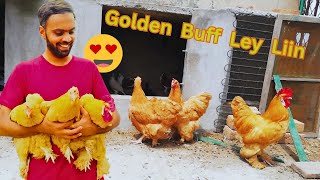 Golden Buff Chicken Ley Li 😍