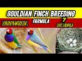 Golden Finch Breeding Formula | Best Soft Food for Eggs & Babies