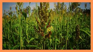 | CITIZEN PLANET| Indigenous crops boost food security in Siaya