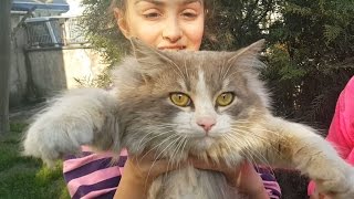 Download lagu Bir Kedi Bulduk Sahibini aradık Hayvanlar Kediler Bir Kedi Bulduk Sahibini aradık Hayvanlar Kediler