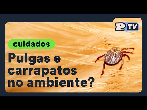 Vídeo: Sinais Clínicos E Tratamento Natural Para Pulgas - Veterinário Diário