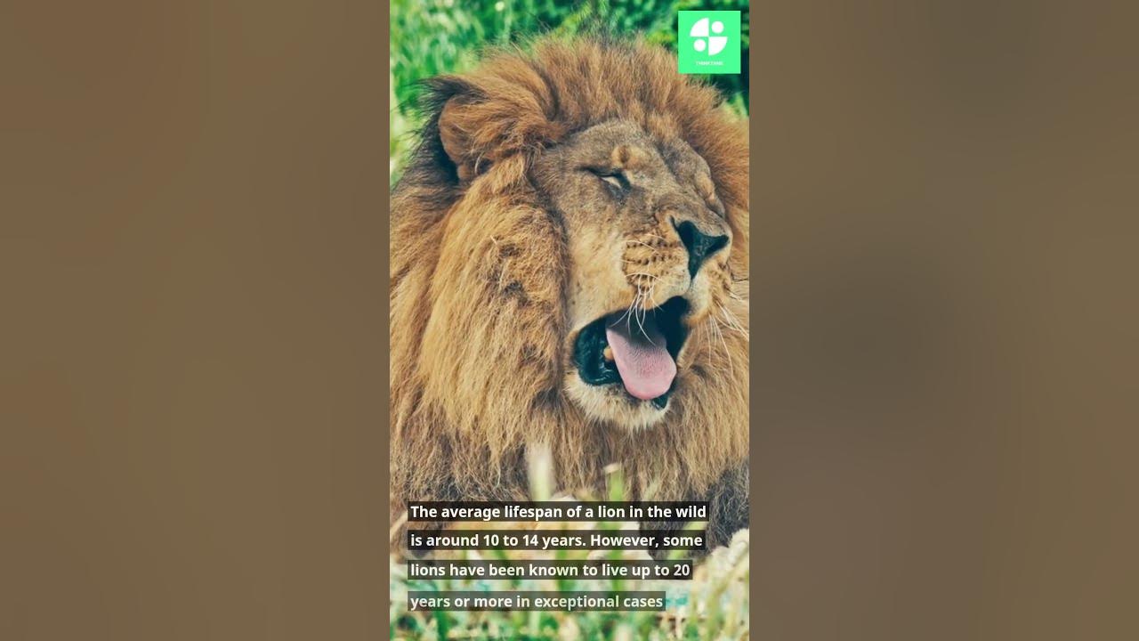 What is the average lifespan of a lion in the wild? #youtubeshorts #