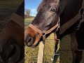 Pferde 🐎