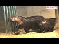 Pygmy Hippo Mom and Calf: Tam-Tam and Furu-Furu One Month Before Moving Out at NIFREL
