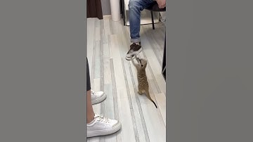 🚀 TRAITOR! Watch this dog abandon his friend mid-jump and cause the BIGGEST splash ever!