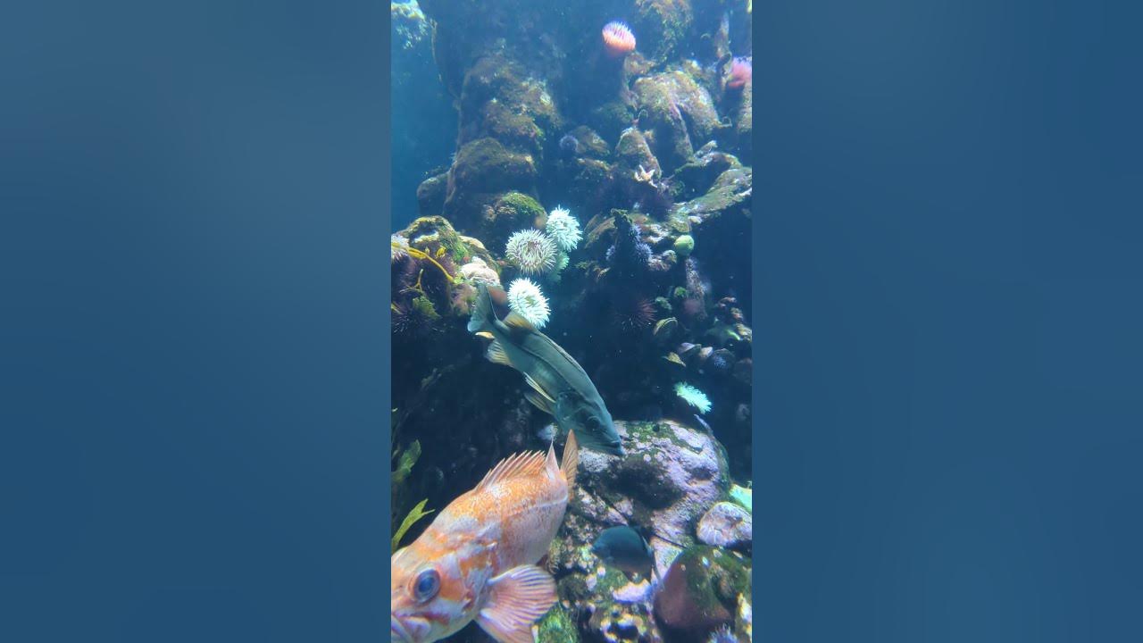 California Academy of Sciences San Francisco California YouTube