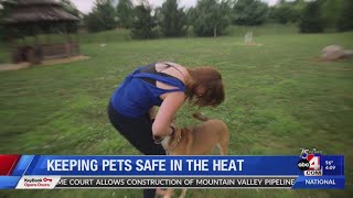 Keep pets safe in the heat