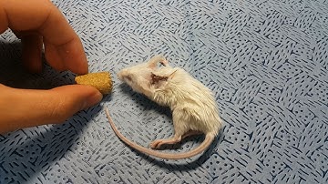 Mice with severed spinal cord appears to walk again (content warning)