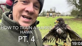 Pt. 4 HOW TO TRAIN A HARRIS HAWK; the run up to creance work