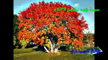 سورة هود تراويح 1438 هـ