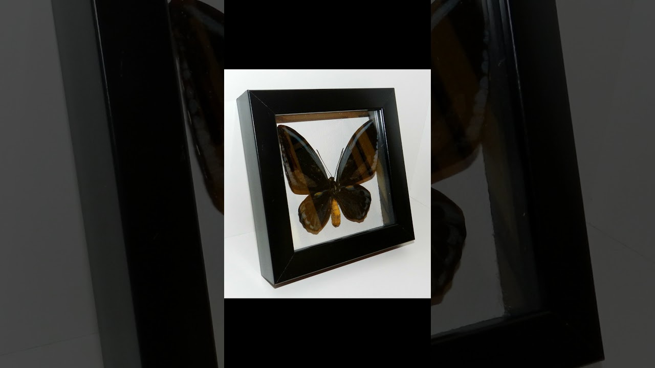 Ornithoptera urvillianus в рамке. Тёмная форма. 