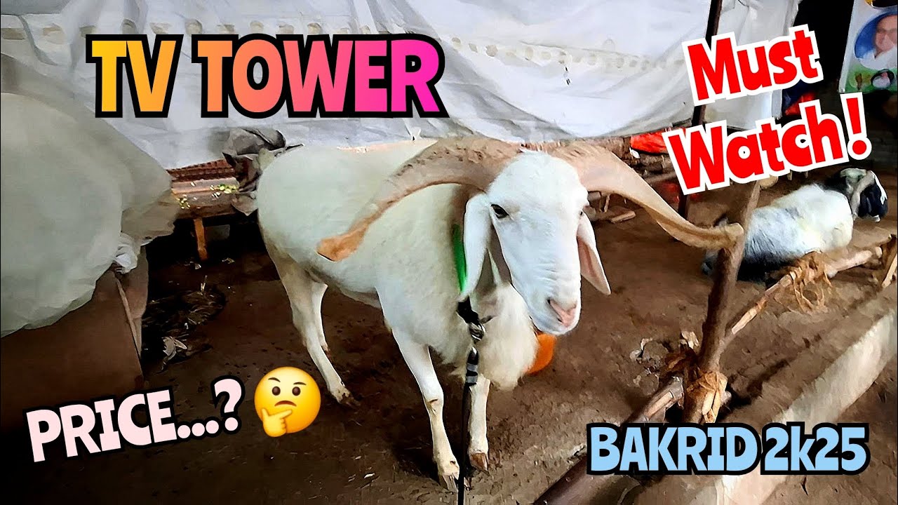 Bakra Eid 2025 Shopping Begins! TV Tower Mandi Vlog | Nearing 
