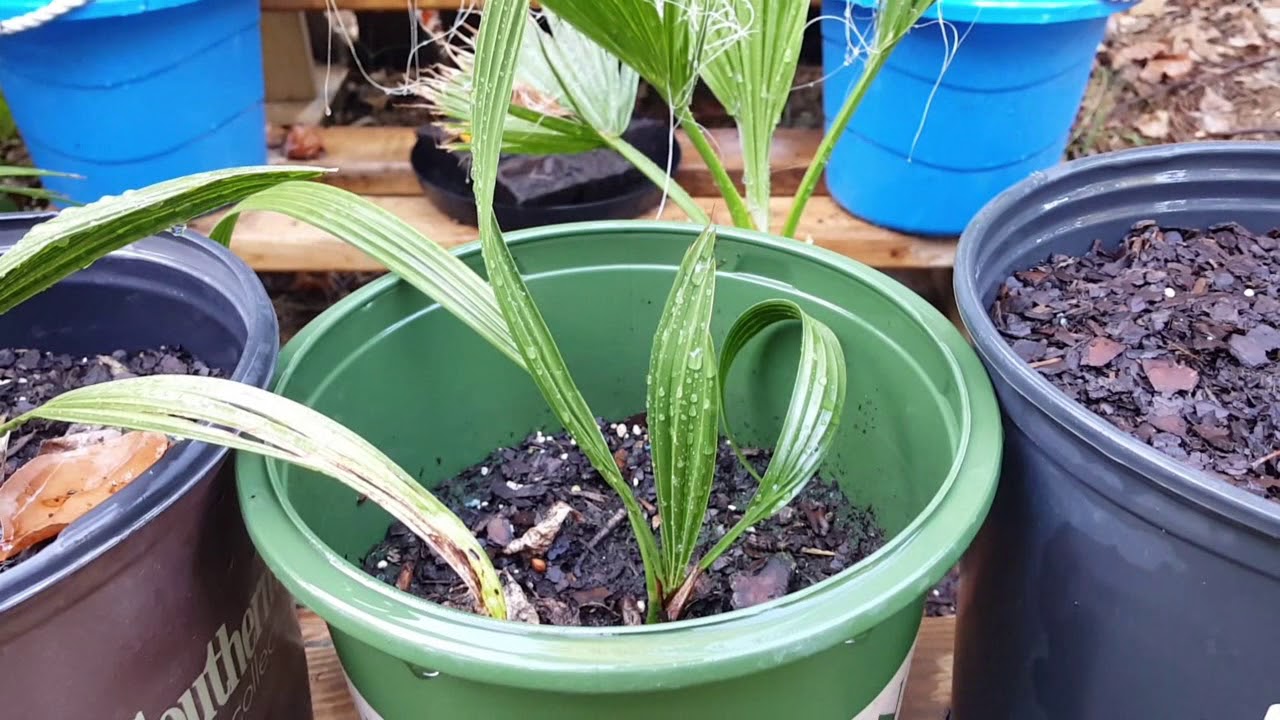 how-to-grow-phoenix-canariensis-from-seed