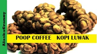 Poop Coffee Kapi Luwak Civet Poop Coffee Bali Indonesia