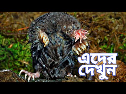 এ প্রাণীটি নাক দিয়ে রাস্তা দেখে এবং আরো অবাস্তব এর চলাফেরা  star-nosed mole facts | Interesting F BD