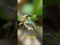 Don't Blink… Cheetah vs Dragonfly Speed Battle #animal #shorts
