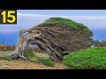 15 strange trees you didnt know existed