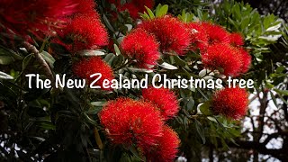 The New Zealand Christmas tree