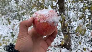 Regent Apple Tasting