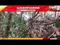 കോഴിക്കോട് കക്കയം 28-ാം മൈലില്‍ റോഡരികിലുള്ള വലിയ മരത്തില്‍ രാജവെമ്പാല'