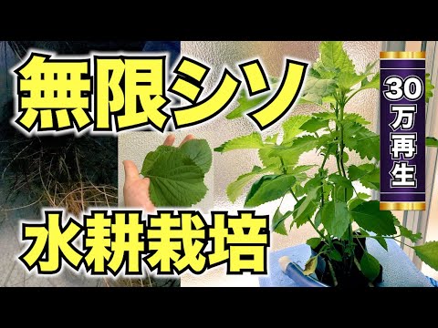 シソの育て方 家庭菜園向けプランター植木鉢での大葉栽培方法 Youtube