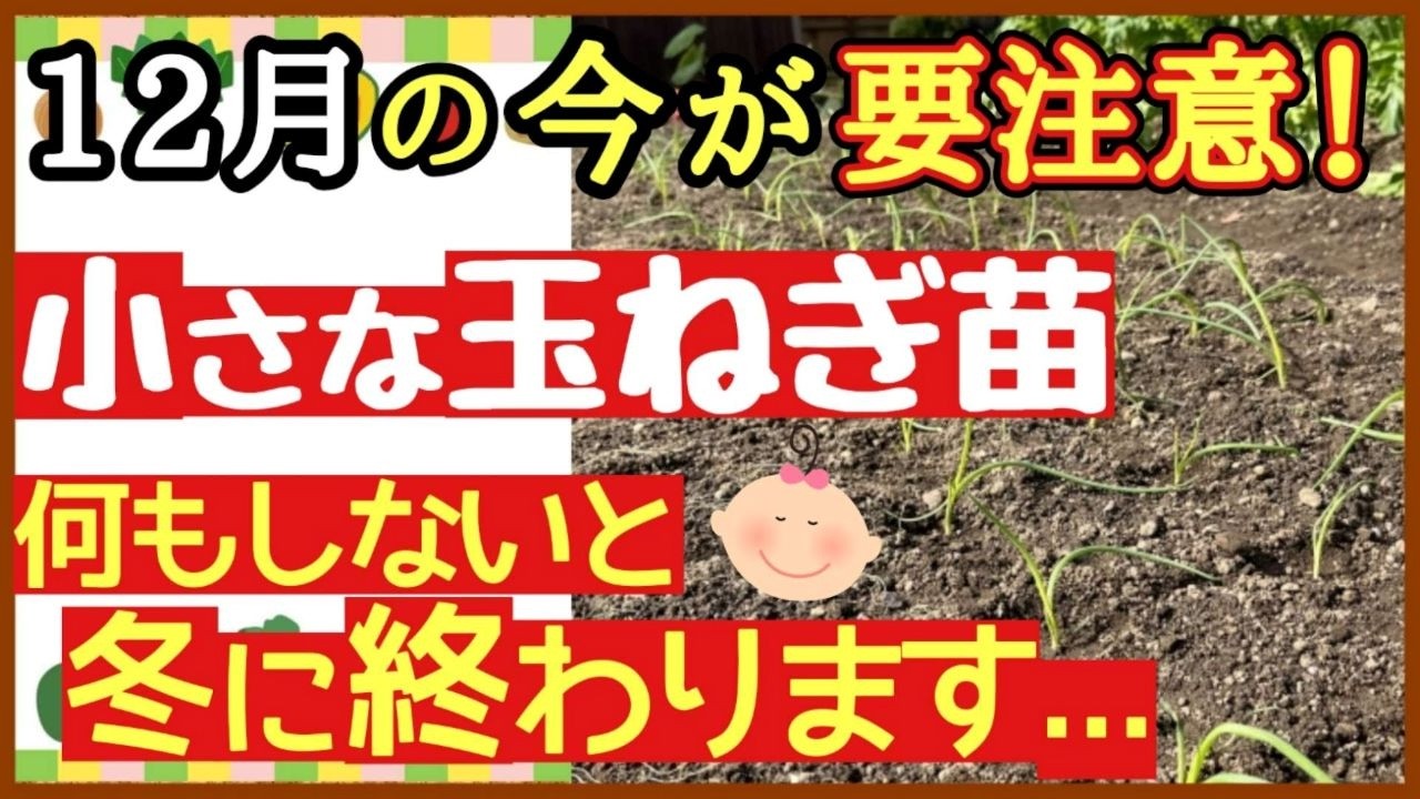【必見！】小さな玉ねぎ苗でも大きく育つ3つの秘策！冬越しで失敗しない最強の育て方【初心者・プランター家庭菜園】