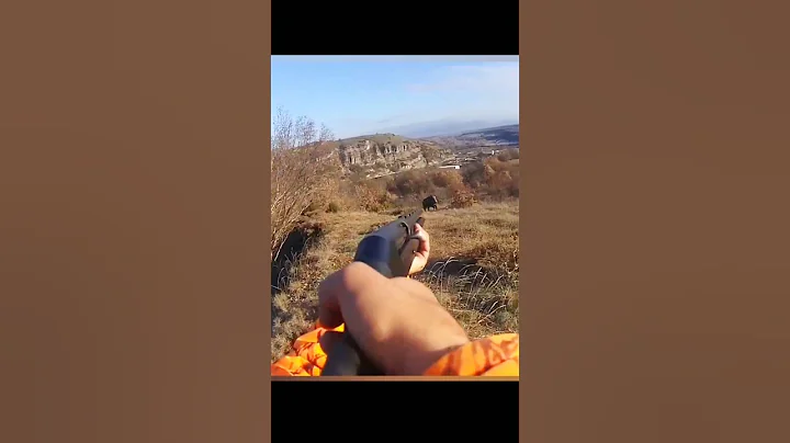 охота на дикого кабана идеальный выстрел в голову#hunting#chasse#challenge#best#shorts
