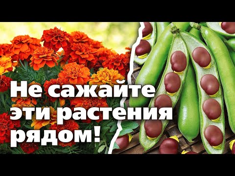 Video: Укроп Компаньон өсүмдүктөрү - Укроптун жанында өскөн өсүмдүктөр жөнүндө билип алыңыз