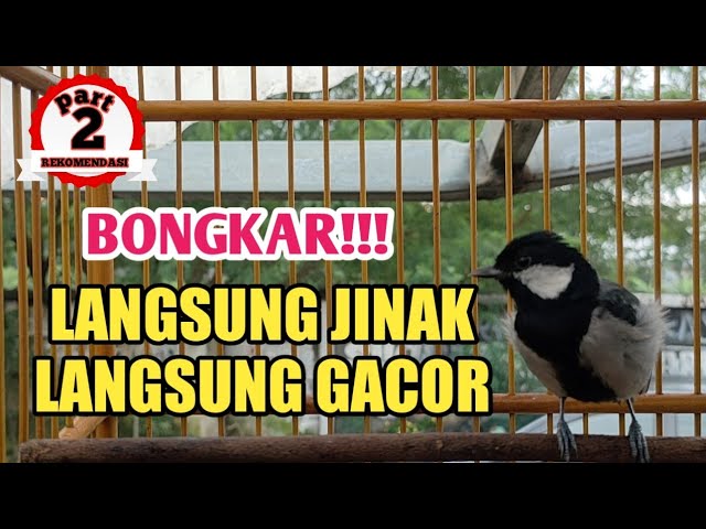 CARA MENJINAKAN BURUNG GLATIK YANG SANGAT GIRAS class=