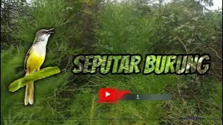 Suara pikat prenjak tebu _ audio jernih _ tanpa iklan