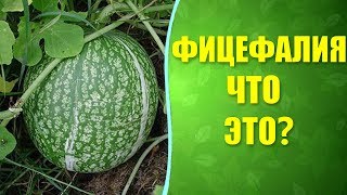 🌱 Фицефалия - фиголистная тыква. Что за плод фицефалия (фицифолия)? 🌱 Фицефалия - фиголистная тыква. Что за плод фицефалия (фицифолия)?