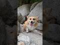 狭い所を抜けて水に入るコーギー / A corgi squeezes through a narrow space to get into the water. #コーギー #corgi #サクラ